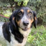 Mischling Poldek, 07/2020, ca. 43 cm