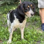 Mischling Poldek, 07/2020, ca. 43 cm