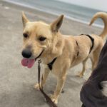 Podenco Mischling Pollicino, 03/2019, ca. 45 cm