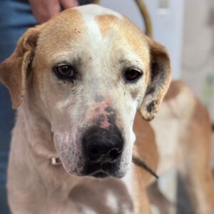 Mischling Priscilla, 04/2020, ca.50 cm