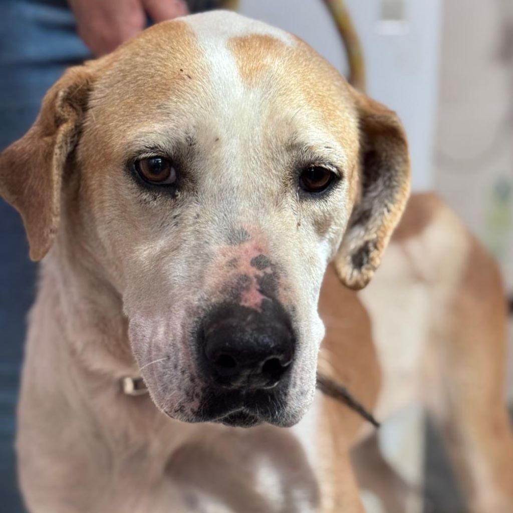 Mischling Priscilla, 04/2020, ca.50 cm