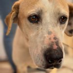 Mischling Priscilla, 04/2020, ca.50 cm