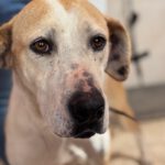 Mischling Priscilla, 04/2020, ca.50 cm