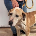 Mischling Priscilla, 04/2020, ca.50 cm