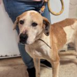 Mischling Priscilla, 04/2020, ca.50 cm