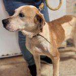 Mischling Priscilla, 04/2020, ca.50 cm