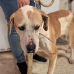 Mischling Priscilla, 04/2020, ca.50 cm