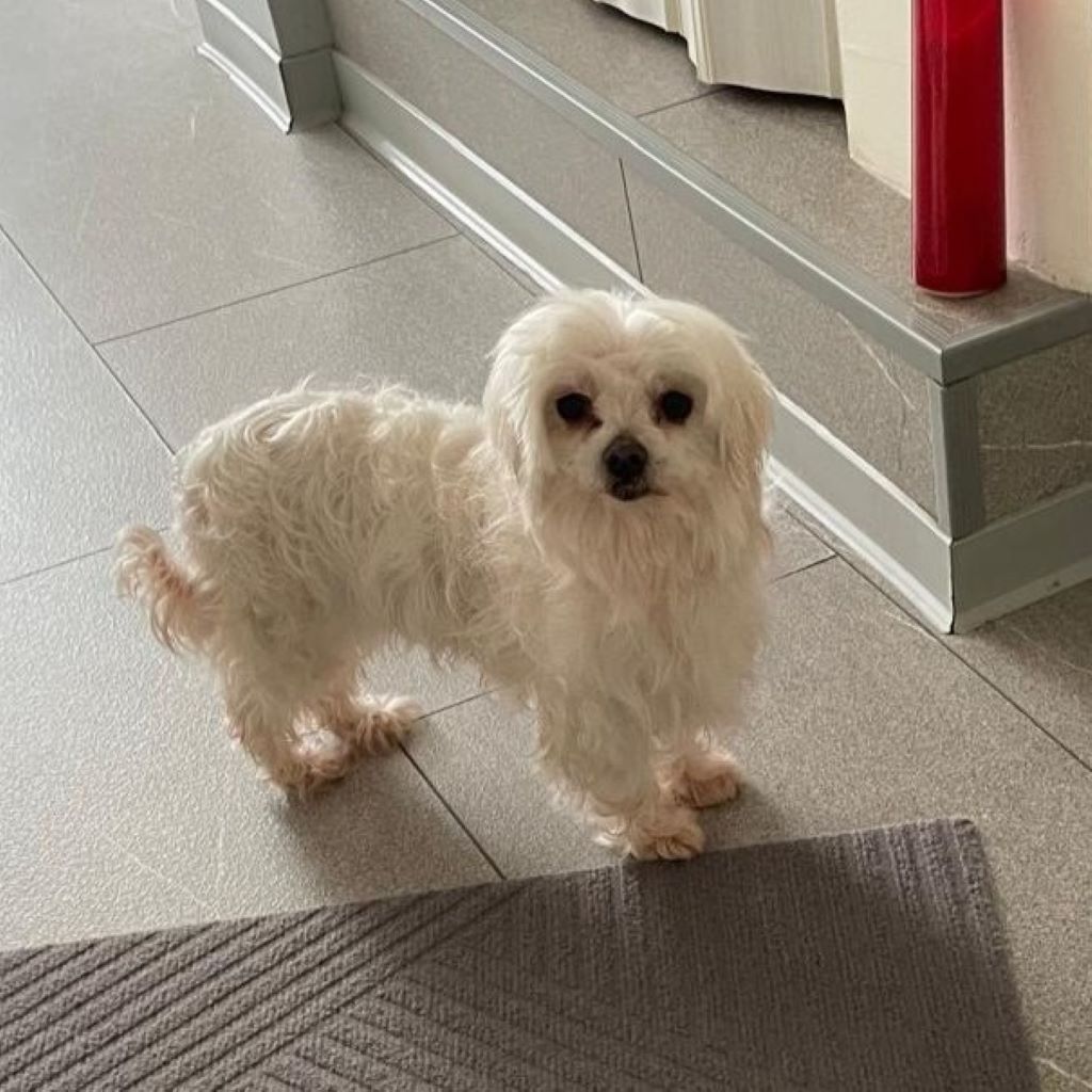 Malteser Quely, 10/2016, ca. 24 cm, 35096 Weimar Wenkbach