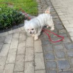 Malteser Quely, 10/2016, ca. 24 cm, 35096 Weimar Wenkbach