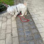 Malteser Quely, 10/2016, ca. 24 cm, 35096 Weimar Wenkbach