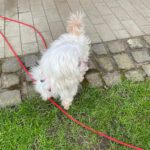 Malteser Quely, 10/2016, ca. 24 cm, 35096 Weimar Wenkbach