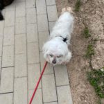 Malteser Quely, 10/2016, ca. 24 cm, 35096 Weimar Wenkbach