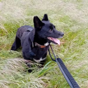 Mischling Rayo, 11/2014, ca. 50 cm