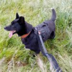 Mischling Rayo, 11/2014, ca. 50 cm