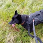 Mischling Rayo, 11/2014, ca. 50 cm