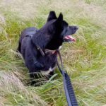 Mischling Rayo, 11/2014, ca. 50 cm