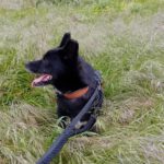 Mischling Rayo, 11/2014, ca. 50 cm