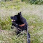 Mischling Rayo, 11/2014, ca. 50 cm