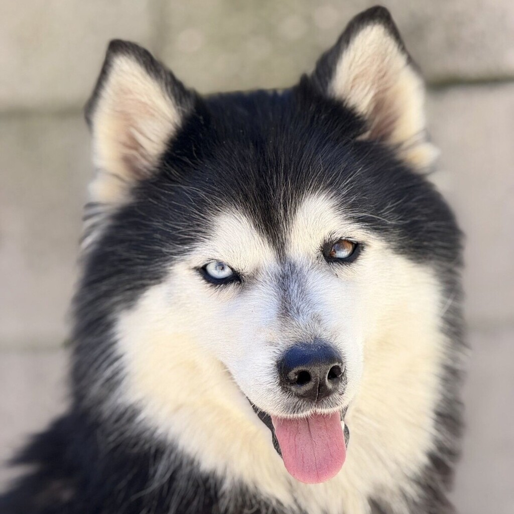 Pomsky Rebecca, 11/2022, ca. 48 cm