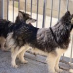 Pomsky Rebecca, 11/2022, ca. 48 cm