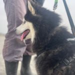 Pomsky Rebecca, 11/2022, ca. 48 cm