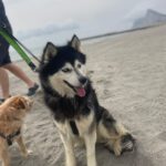 Pomsky Rebecca, 11/2022, ca. 48 cm