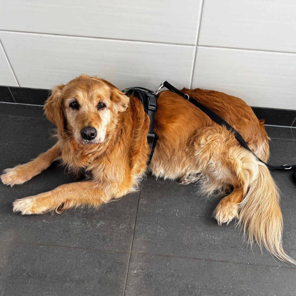 Regenbogenbruecke Doerthe / Tara