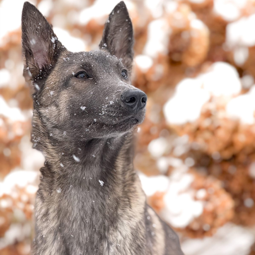 Regenbogenbruecke Lilo - SALVA Hundehilfe
