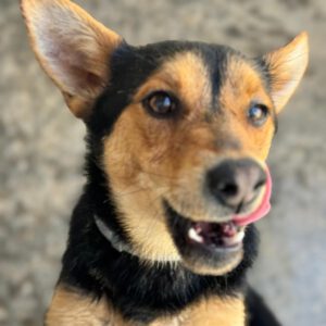 Mischling Rex, 07/2024, ca. 50 cm