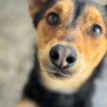 Mischling Rex, 07/2024, ca. 50 cm