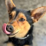 Mischling Rex, 07/2024, ca. 50 cm