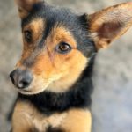 Mischling Rex, 07/2024, ca. 50 cm