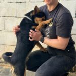 Mischling Rex, 07/2024, ca. 50 cm