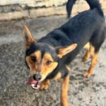 Mischling Rex, 07/2024, ca. 50 cm