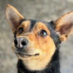 Mischling Rex, 07/2024, ca. 50 cm