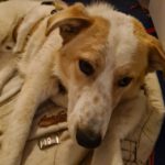 Mischling Robin, 04/2025, ca. 55 cm, 27330 Asendorf