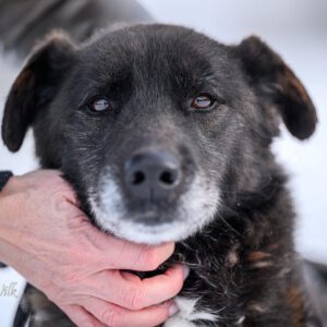 Mischling Robin, 03/2019, ca. 47 cm