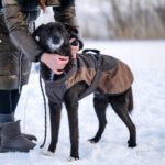 Mischling Robin, 03/2019, ca. 47 cm