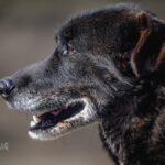 Mischling Robin, 03/2019, ca. 47 cm