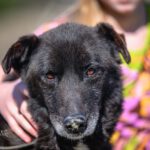 Mischling Robin, 03/2019, ca. 47 cm