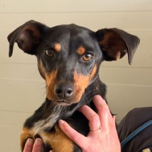 Pinscher Mischling Romina, 04/2025, ca. 40 cm