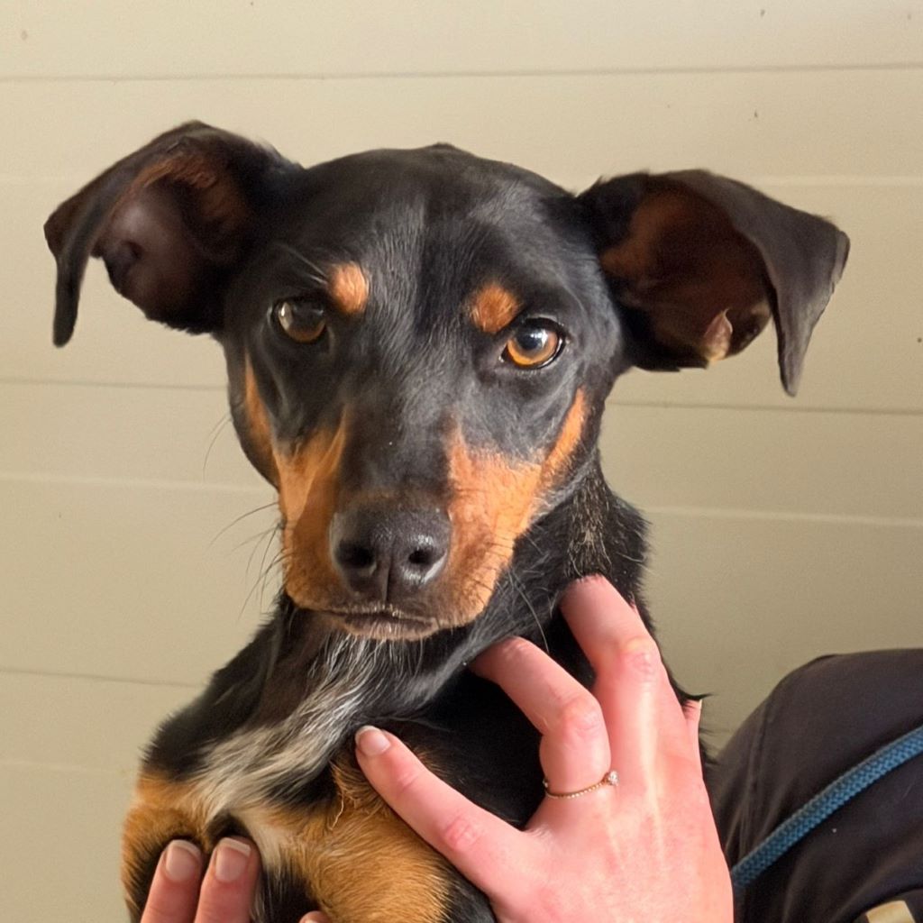 Pinscher Mischling Romina, 04/2025, ca. 40 cm