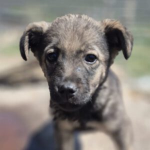 Mischling Ronny, 02/2026, ca. 60 cm