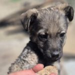 Mischling Ronny, 02/2026, ca. 60 cm