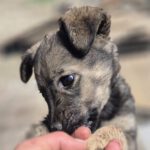 Mischling Ronny, 02/2026, ca. 60 cm