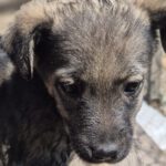 Mischling Ronny, 02/2026, ca. 60 cm