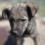 Mischling Ronny, 02/2026, ca. 60 cm