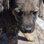 Mischling Ronny, 02/2026, ca. 60 cm