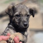 Mischling Ronny, 02/2026, ca. 60 cm