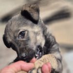 Mischling Ronny, 02/2026, ca. 60 cm